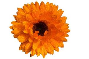 calendula officinalis isolerat på vit bakgrund med dagg droppar foto