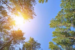 blast tall skog och blå himmel med ljus Sol, se från Nedan. foto