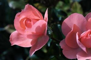 ljus röd reste sig växt närbild utomhus, naturlig rosa reste sig blomma med skön kronblad, en färgrik knopp av de blomning vild blomma i de sommar trädgård, kärlek och romantisk bakgrund. foto