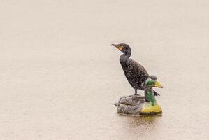 november regn djur- översvämning foto