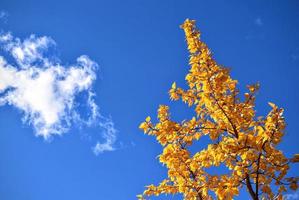 gult träd och blå himmel foto