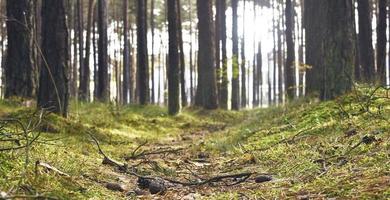 woodsy skog bottenvåningen foto