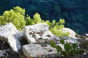kaktus nära stenar och grönska foto