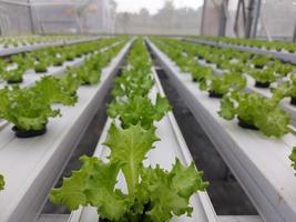 selektiv fokus av hydroponiska sallad växt med suddig bakgrund. de vetenskaplig namn är laktuca sativa. fokus på en få växter i främre. foto