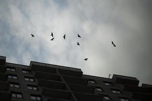 gal flyga i himmel. fåglar cirkulerande över byggnad. gal på bakgrund av moln. foto