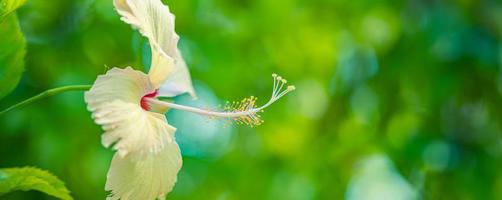 abstrakt natur makro, hibiskus blomma med suddig grön lövverk. zen natur närbild, ljus färger, solig tropisk trädgård blommig bakgrund. idyllisk blomning exotisk blomma foto