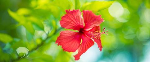 fantastisk hibiskus blomma blomning på grön natur bakgrund. tropisk frodig lövverk, solig exotisk blomning blommig natur. bokeh fläck naturlig trädgård, närbild flora i sommar trädgård foto