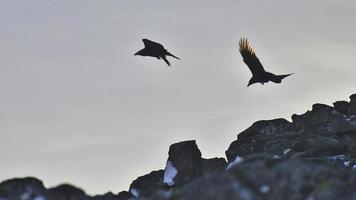 två korpar som flyger på en stenig kust foto