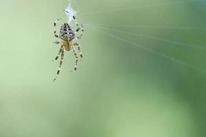 korsa Spindel i en Spindel webb, Lurking för byte. suddig bakgrund foto