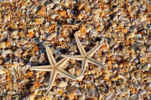 sjöstjärnor på stranden foto