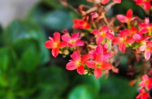 närbild av röda blommor foto