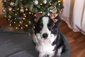 rolig söt valp hund gräns collie bär jul kostym rådjur horn hatt nära jul träd på Hem inomhus bakgrund. förberedelse för Semester. Lycklig glad jul begrepp. foto