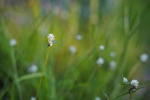 skön vit vild blommor blomning i de morgon. foto