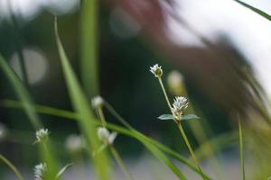 skön vit vild blommor blomning i de morgon. foto