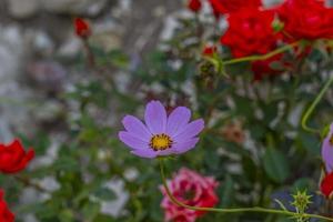 bakgrund med lila, rosa, röd, kosmos blommor i de trädgård. foto