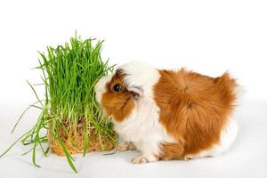 guinea gris rosett på en vit bakgrund. fluffig gnagare guinea gris äter grön gräs på färgad bakgrund foto