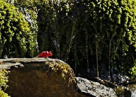 leksak av röd dinosaurie på sten bland berg vegetation av strömmar. global uppvärmningen foto