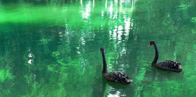 kärleksfull par av svart svanar simning i de grön damm. cygnus atratus, anserinae foto