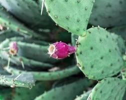 röd kaktus frukt stänga upp. taggig päron, opuntia. foto