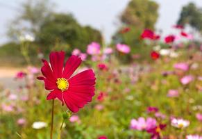 röd kosmos blommor foto