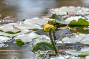 en honungsbi besöker de gul blomma av de nuphar lutea damm växt. foto