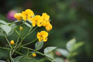 gula blommor foto