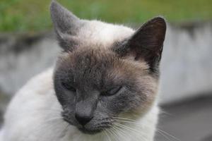 precioius ljuv ansikte av en grå och grädde katt foto