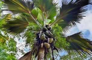 skön handflatan träd på de vit sand strand på de paradis öar Seychellerna foto