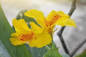 gul canna lilja blomma blomma med solljus på fläck natur bakgrund. foto