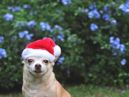 brun kort hår chihuahua hund bär santa claus hatt Sammanträde på grön gräs i de trädgård med lila blommor bakgrund, ser på kamera. jul och ny år firande. foto