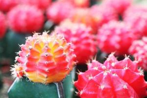 färgglad kaktus foto