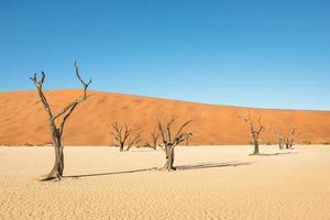 öknekraterområde vid deadvlei i sossusvlei i namibia