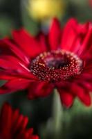 barberton daisy . röd foto