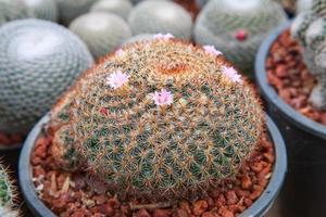 liten rosa kaktusblomma foto