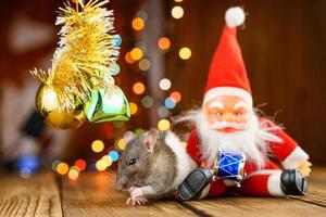 söt råtta i jul dekor, santa claus och bokeh foto