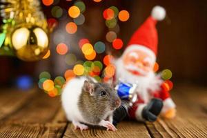söt råtta i jul dekor, santa claus och bokeh foto