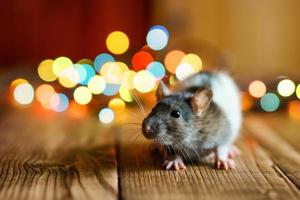 söt råtta på trä- bakgrund skön bokeh foto