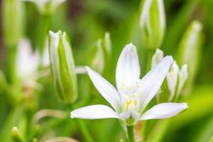 vår små blommor på en grön bakgrund foto