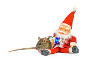 söt råtta på vit bakgrund med santa claus, jul begrepp isolerat. foto