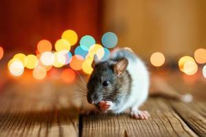 söt råtta på trä- bakgrund skön bokeh foto