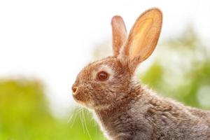 skön rolig grå kanin på en naturlig grön bakgrund foto