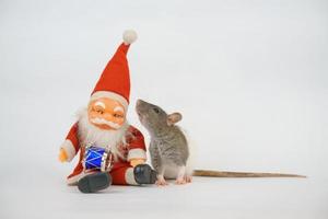 ny år av de råtta på vit bakgrund foto