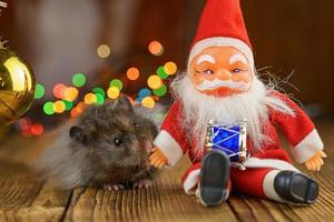 fluffig hamster med santa claus på skön bokeh bakgrund foto