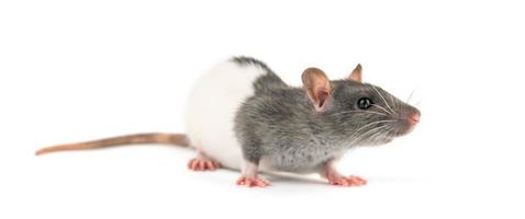 porträtt av en sällskapsdjur råtta på en vit bakgrund är isolerat foto