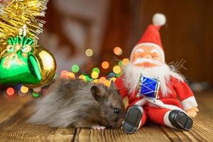 fluffig hamster med santa claus på skön bokeh bakgrund foto