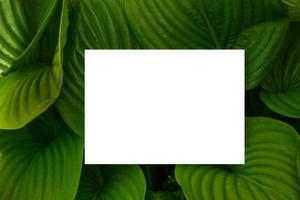 natur begrepp. layout med textur en grön blad närbild. bakgrund med löv och vit ram foto