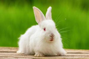porträtt av en rolig vit kanin på en grön naturlig bakgrund foto