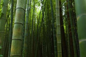 Bambuskog foto