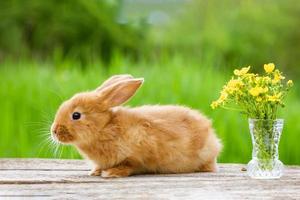 söt ingefära kanin med bukett av gul blommor på grön natur bakgrund foto