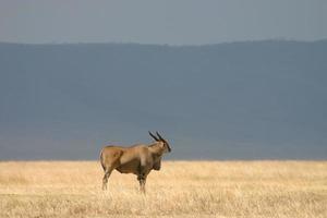 vanlig eland (taurotragus oryx) antilop, ngorongoro, tanzania